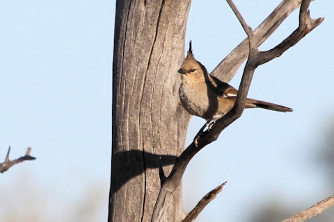 Chiming Wedgebill (Psophodes occidentalis)